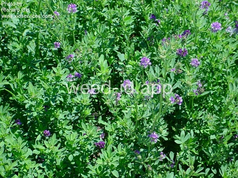 alfalfa